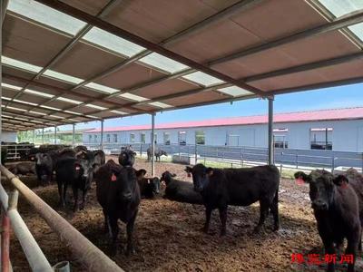 生态宜居农村美，数字赋能产业兴——山东淄博的乡村振兴“十年画卷”